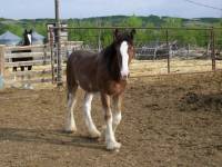 Oh oui madameee ! les plus beaux des chevaux quant &agrave; moi sont baie !

Voici mon KoKiYaJ, b&eacute;b&eacute; clydesdale baie d'un an et 2 mois au yeux bleus qui...