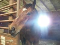 Les baie sont les plus beau a mes yeux Voici mon amour de cheval Valentines Echo ♥