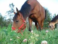 Voici Happy! Magnifique arabe x quaterhorse baie cerise!