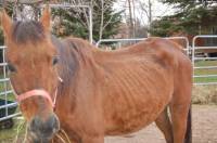 Il y a deux ans, j'ai sauv&eacute; un vieux cheval de 17ans qui &eacute;tait extr&ecirc;mement maigre (voir la photo): on lui a donn&eacute; un bon vermifuge, foin &agrave; volont&eacute;...