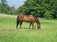 Je suis une fi&egrave;re propri&eacute;taire d'un cheval baie. Je vous pr&eacute;sente Twistloup!