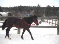 Pourquoi pas en cheval baie en hiver ? Je la trouve tellement speciale en hiver ma belle Dixie  

Avec son petit nez roux