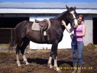 Mon gros Texas Hope Again ,
mon cheval traumatiser qui devient grand  
Photo a son premier essai de selle le 27 Juin 2O11  
Dark bay avec grand...