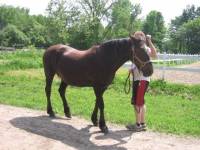 La jument a mon copain est bai fonc&eacute; et plus p&acirc;le l'hiver ca donne un cheval diff&eacute;rent selon la saison