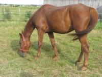 Je me demandais quand il allait arriver celui la haha  

Nom: Nino de Mars
Age: 12 ans
Race: Standardbred enrg.
Discipline: Toute