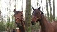 Moi je suis  proprietaire de deux guelding quarter horse de couleur brun.Chester est brun et peut devenir roux et brun dans les differents saisons il...