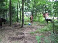 J'y suis deja aller avec plusieurs personnes de mon ancienne ecurie. Les trails sont belles, entretenues et le camping est bien fait!
On peut se...