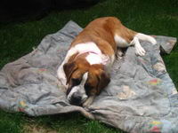 Voici Roxy, ma Saint-Bernard. Elle est d&eacute;c&eacute;d&eacute;e cet &eacute;t&eacute;. J'en ai pleur&eacute; pendant des semaines. 

J'ai eu avec elle une relation extr&ecirc;mement sp&eacute;ciale....