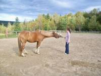 Voilà celle de mon cheval il s'apelle Oddin j'aimerais avoir une citation mes je te laisse aller de te donne carte blanche
