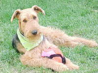 Mon chien est un Terrier Airdale