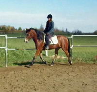 Moi j'en n'ai qu'un! Henri...hongre de 6 ans quarter horse/haflinger.

Pr&eacute;sentement je fait pas grand chose avec mais je fait de la randonn&eacute;e, du...