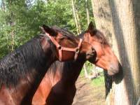 Ta question est comme un post semblable:Pourquoi aime t-on tant les chevaux?

On les aimes pour leur physique,leur beaute,leur allure magnifique.le...