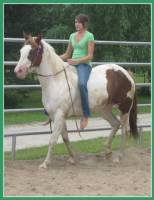 Paint Horse !