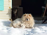 Eh bien moi j'ai 2 chien ..(Kouma) un chow-chow de 8 ans et (George) un chien-chien de 8 ans itout ;)