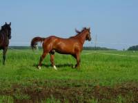 Ma race pr&eacute;f&eacute;r&eacute;e c'est le QH mais j'aime bien le Mix QhxArabe ! ( comme mon cheval hihi ) Il est fonceur, courageux, mais sensible aux aides et vif !...
