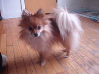 celle la c'est ma chienne a moi, Chanel, ma petite pom&eacute;ranienne, mon tit loulou d'amour!!!;) elle aura trois ans cet &eacute;t&eacute;.