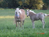 mais le cheval de l'annonce fait il de l,attelage?si oui tant mieux! mais je trouve que c'est un cheval parfait!ils ne sont pas trop grand, on quand...