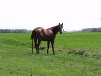 Moi aussi j'en ai un et je l'adore !    il a le temp&eacute;rament  et la musculature d'un quarter horse mais la finesse et la volont&eacute; de l'Arabe   ...