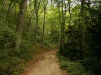 Apr&egrave;s une bonne dizaines de minutes de marches la jeune fille et le cheval arriva devant une longue route qui mena je ne sais o&ugrave;.  Elle d&eacute;cida dit...