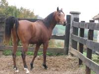 hihi simpa comme jeu :

arabe/ Thoroubred
bai 
nerveuse , douche , aime apprendre
femelle
CSO , dressage
5 ans
Beautyful Chix   

 ...