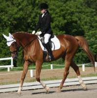 Bon et bien jai rien a faire alors je vais soumetre ma jument  
*Pas a vendre    

nom:Trinity
race:polish warmblood
sexe:jument 
age:...