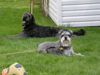 Moi j'ai 2 chiens:

Berger anglais crois&eacute; de 8 ans et demi.

Schnauzer nain de 8 ans.

Une 20aine d'oiseaux ( perruche,ins&eacute;parable et...