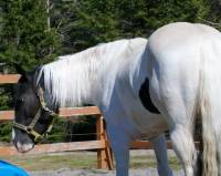 non meme pas, aucun d&eacute;domagement. on a aucun remboursement, j'ai perdu au dela de 300$ d'&eacute;quipement & mon cheval. Par chance la plupart de mon...