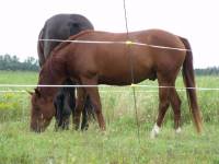En faite, tout mon secondaire ( et encore) je fais des sacrifices pour pouvoir nourrir et offrir &agrave; mes 2 chevaux tout ce dont ils ont besoin.. par...