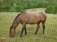 Nom: Uppy Lo Copper
Age: 3 ans
Aptitude: Reining, Trail, Pleasure
Particularit&eacute;: Attaque les chiens d&egrave;s qu'ils sont dans son pr&eacute;
Caract&egrave;re:...