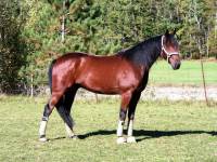 Fait 16 mains , il vient d'avoir 4ans. Standarbred TROTTEUR. Prix entre 2500$ et 5000$ d&eacute;pendant de la qualit&eacute; du cheval, et si il a courser ou...