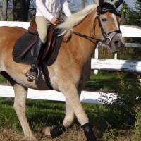 Bon, je me lance.

Anna-Belle, jument haflinger de 4 ans. 14 mains 2, bonne conformation, est au d&eacute;bourrage en ce  moment. Elle connait le pas, le...
