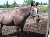 Pr&eacute;nom : Tally.
Race : Appaloosa X Poney Indien.
&Acirc;ge : 15 ans.
Points forts : Grand coeur , aime se faire cajoller.
D&eacute;fauts : Paresseuse , Fort...