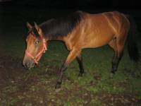 Pr&eacute;nom :Azera 

Race :Quater Horse 

&Acirc;ge :4 ans

Points forts :cela ne fait que 2 mois que je l'ai alors jla connait pas bcp mais je...