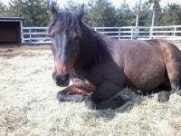 Bon pour mon poney
Pr&eacute;nom :Bella
Race :je sais pas 
&Acirc;ge :8 ans 
D&eacute;fauts : peureuse
M&acirc;le / Femelle ? : femelle
Disciplines pratiqu&eacute;es : dressage...