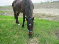 moi jte dirais d'utiliser plus du fibre gras si tu veux l'engraisser    moi aussi mon cheval avait beaucoup maigri cet &eacute;t&eacute; et c'est qu'on lui...