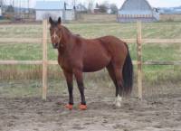 Le cheval ce cr&eacute;e lui-meme son poil d'hivers, en 24 heures je croix ! Donc vu qu'il ne fait pas encore dans les -20 degr&eacute;es j'en profiterais pour...