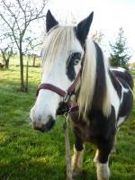 J'ai &eacute;t&eacute; chez un marchand [..]
et il maa dit que le haflinger &eacute;tait trop carat&eacute;riel pour mon niveau d'equitation, du coup, mes parents m'on acheter...