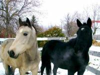 2 Quatrer Horse, je fait du gymkana