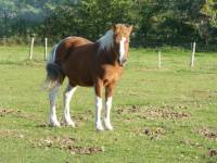 Junior , 7 ans alezan pie . (n&eacute; en 2004) 
Je l'ai depuis le 13 ao&ucirc;t 2010 c'est un amour j'ai toujours r&ecirc;ver d'avoir un poney cela fait 5 ans que je...