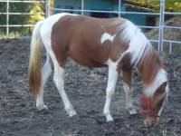 nom: Princess Sunshine
Race : Paint 
Age : 1 ans
Carectere : aime mang&eacute;, Belle comme un coeur.sais une petite pouliche qui aime courrire,aime les...