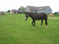 Heum allo lapaccio est-ce-que tu pourrais m'aider moi aussi car j'ai une standardbred etj'aimerais trouver des infos dessus son tatoo est dans la...