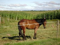 Salut! Moi j'ai une Quarter Horse! Et franchement, je suis pas d&eacute;cue! C'est des chevaux volontaires, affectueux, et surtout polyvalents et qui...