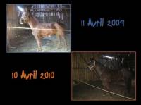 Mon cheval n'&eacute;tait pas si maigre quand je l'ai achet&eacute;, par contre il n'avait pas beaucoup de muscle, on voit la diff&eacute;rence sur ces photo, et il en...