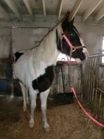 Je connais un peu comment nourrire un cheval je vien vendre ma TB et falais je regarde tjr ca nutrition ! mais la cest un poulain alors je m informe...