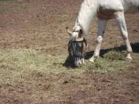 Moi j'ai une magnifique Paint Horse enregistr&eacute;e