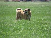 Mon chien est un crois&eacute; et lui aussi adoree suivre mes chevaux et leur japper apr&egrave;s quand je suis &Agrave; C&Ocirc;T&Eacute;! Comme pour m'avertir  il y a rien a...