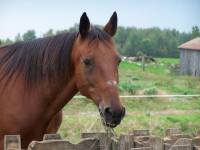 alor voila jais deux chevaux 
tyson 
standerbred  baie
7 ans 
retraiter deja dans un immense champs
surnom mon ti papilie damour 
il men a...