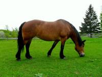 My Sweet Candy love, jument crois&eacute;e je ne sais quoi (on me sugg&eacute;re canadien/percheron), &acirc;g&eacute;e de +/- 13 ans, de couleur bai, parfois pommel&eacute;e. Elle...