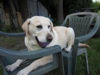 Avant j'avai une Terre-Neuve qui s�appelait "Ma&eacute;va"
Mais maintenant j'ai "X&eacute;na" une 'vieille' Labrador de 9 ans et demi 

Et j'aurai bientot un...