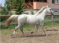 tiens voila on peu se donner une id&eacute;e ca c un Lipizzan pure
ca ressemble a un arabe hahha